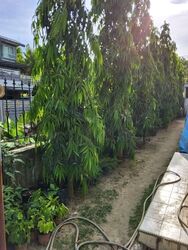 Sembawang Park (D27), Semi-Detached #546211201
